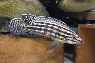 Julidochromis regani