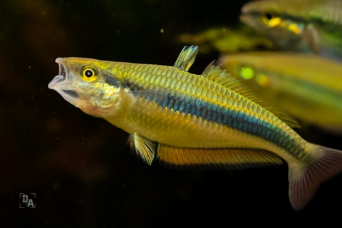 Melanotaenia Vanheurni