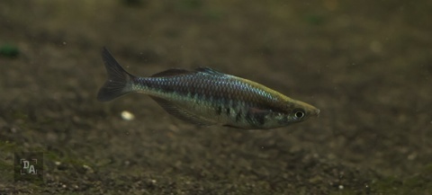 Chilatherina Fasciata 'Kali Awalim'
