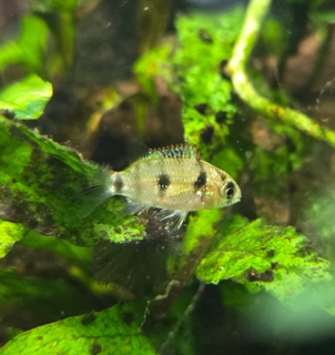Anomalochromis thomasi