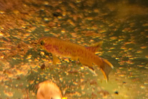 Aphyosemion australe