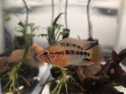Apistogramma macmasteri