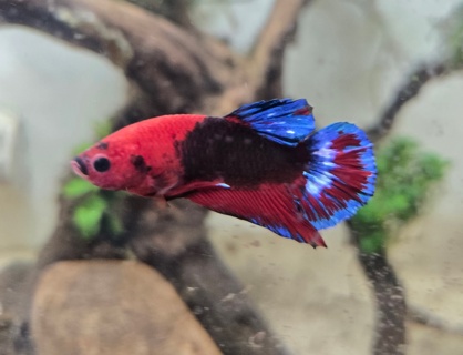Betta splendens