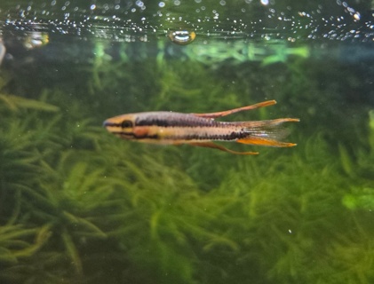 Chromaphyosemion bitaeniatum