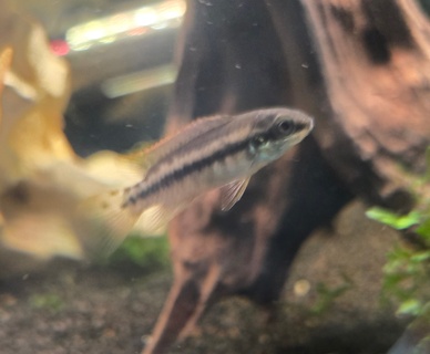 Enigmatochromis lucanusi