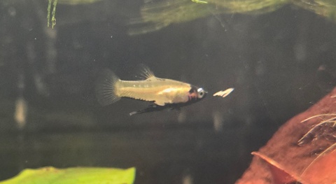Girardinus metallicus