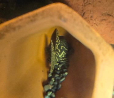Hypancistrus debilittera L129