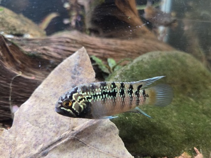 Ivanacara adoketa