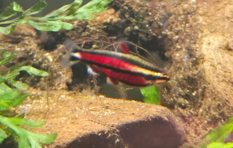 Nannostomus sp. Cenepa 'Super Red'