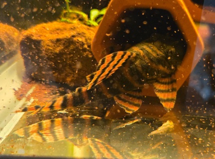 Panaqolus sp. L397