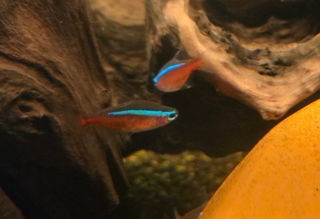 Paracheirodon axelrodi