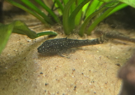 Parotocinclus haroldoi