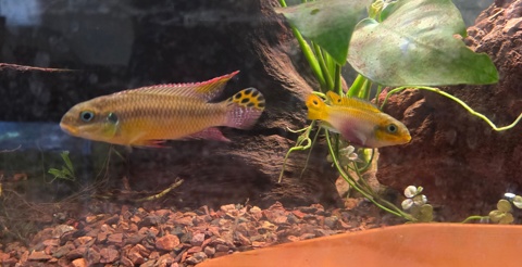 Pelvicachromis Kribensis Njanje