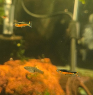 Poecilia wingei