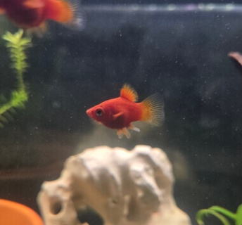 Xiphophorus maculatus (Dwarf Red Coral Platy)