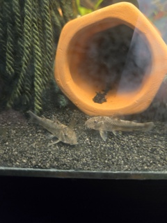 Aspidoras raimundi