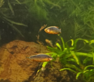Danio margaritatus