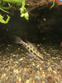 Dicrossus filamentosus