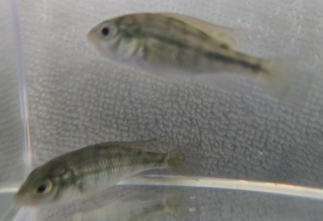 Labrochromis ishmaeli