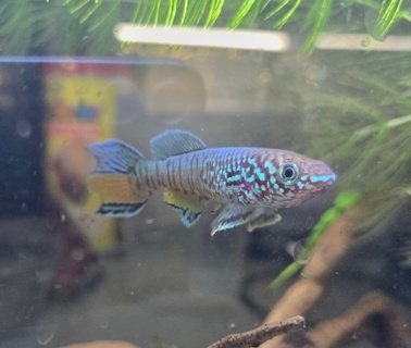 Fundulopanchax sjoestedti (L-15 Male, PDS Female)