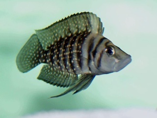 Altolamprologus calvus 'Lupota'