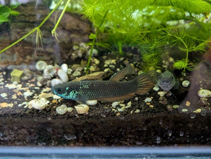 Betta patoti