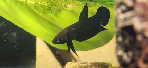 Betta hendra