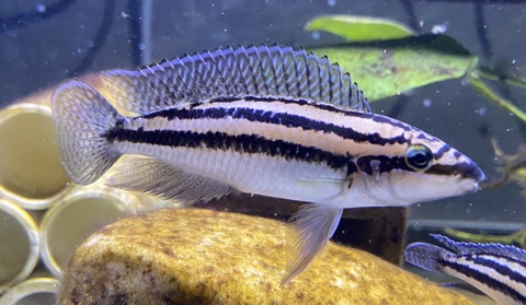 Julidochromis dickfeldi