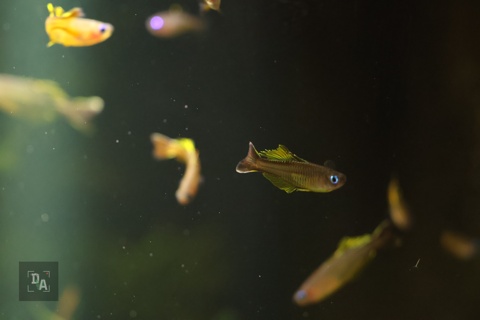 Pseudomugil Ivantsoffi