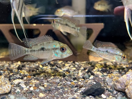 Geophagus sp. brasiliensis 'Laguna Molle'