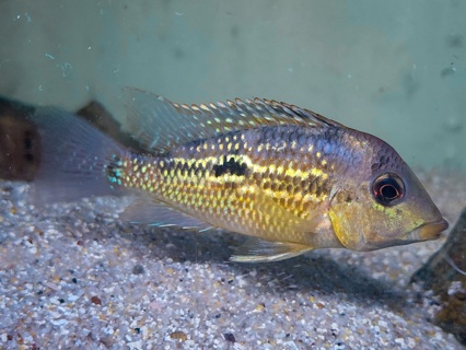 Geophagus sp. Alto Sinu