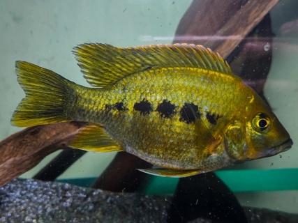 Ptychochromis grandidieri