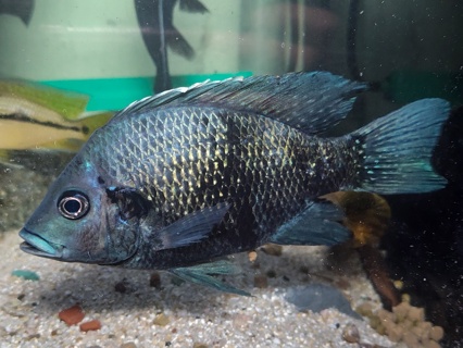 Ptychochromis oligacanthus