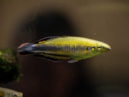 Bedotia madagascariensis