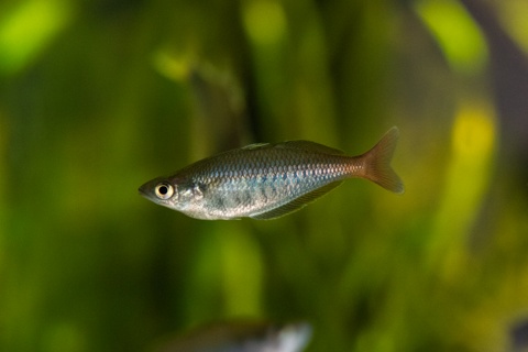 Chilatherina bleheri