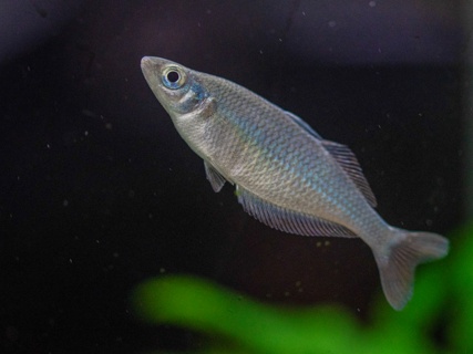 Chilatherina fasciata 'Sentani'