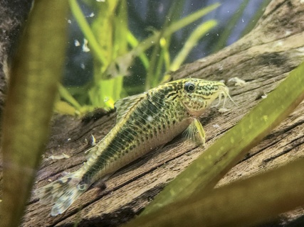 Corydoras sp. Takana