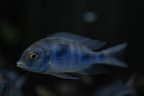 Cyrtocara moorii