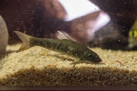 Garra ghorensis