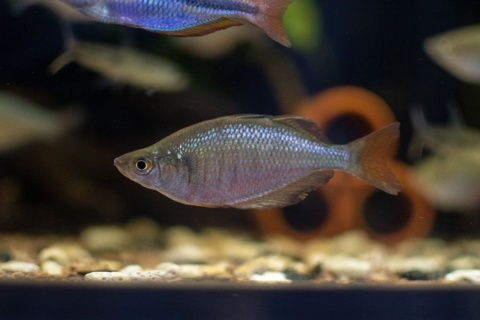 Glossolepis dorityi