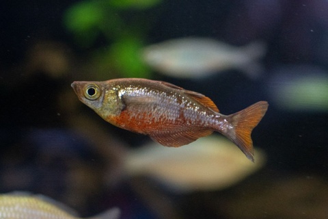 Glossolepis incisus
