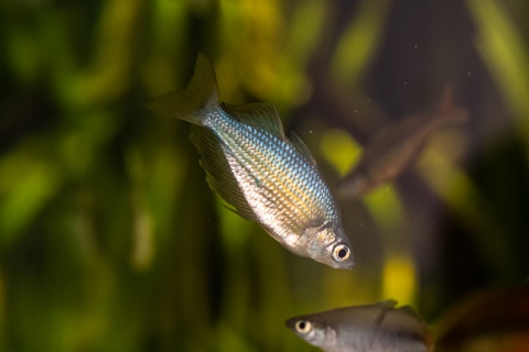 Glossolepis wanamensis