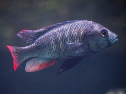 Haplochromis nubilus