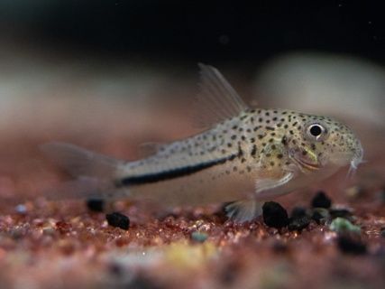 Hoplisoma coppenamense