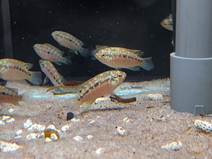 Ivanacara bimaculata