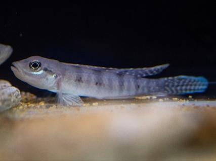 Lamprologus tigripictilis