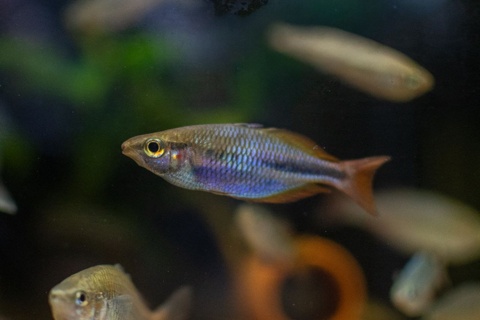 Melanotaenia cf. goldiei "Aru IV"