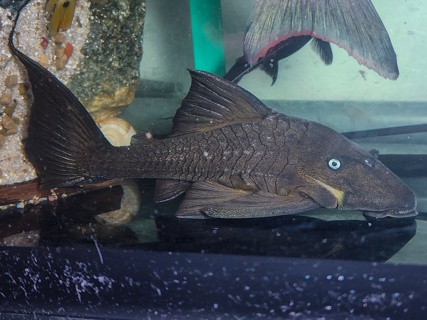 Panaque cochliodon