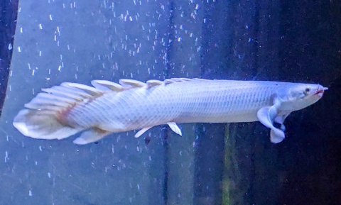 Polypterus senegalus