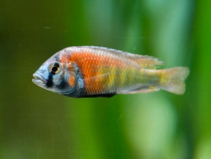 Ptyochromis sp. Hippo Point Salmon